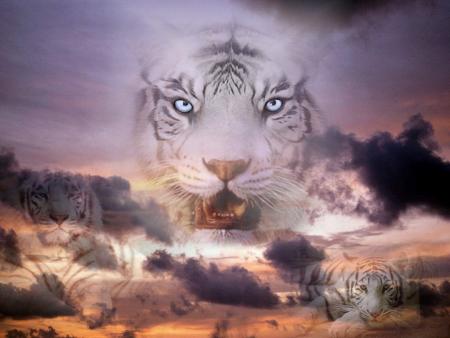 waw c 1 bon tigre